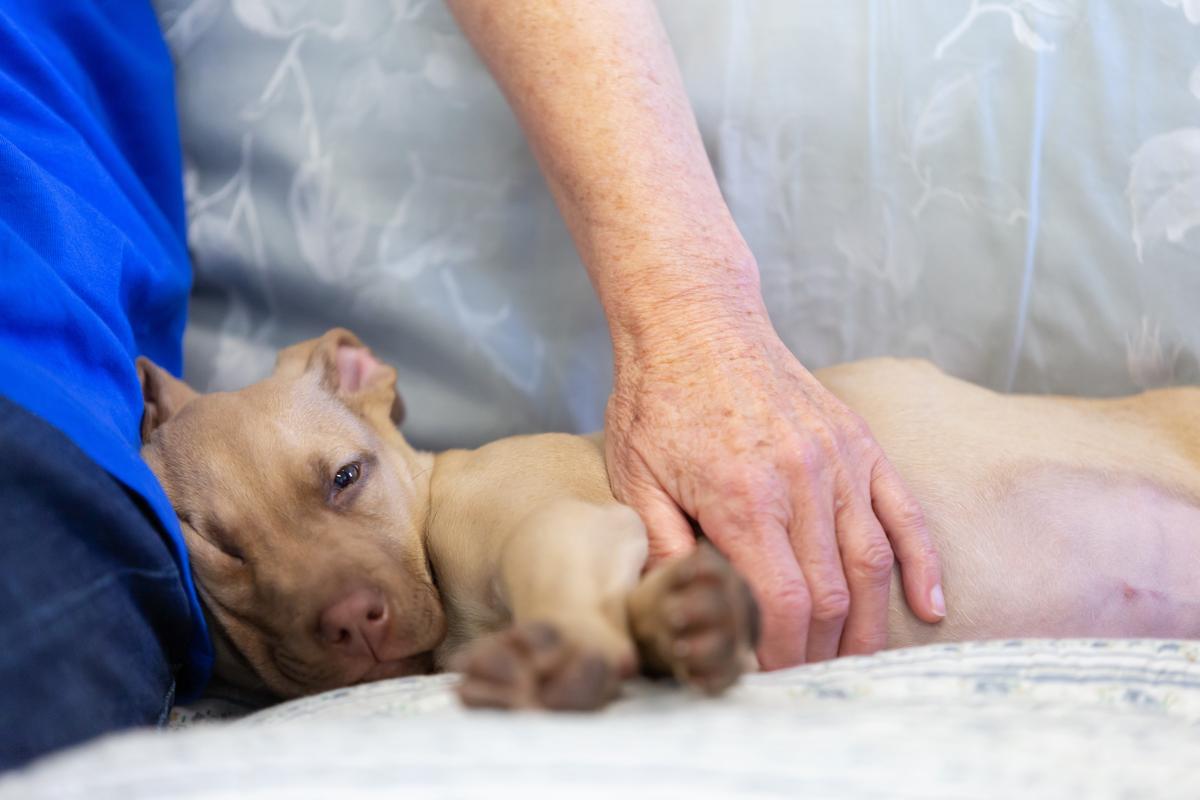 Food and animal care