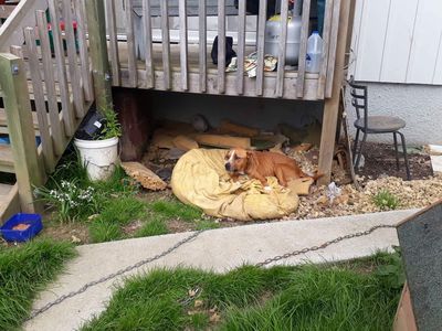 SPCA prosecutes man for leaving cancer-ridden dog to suffer and die