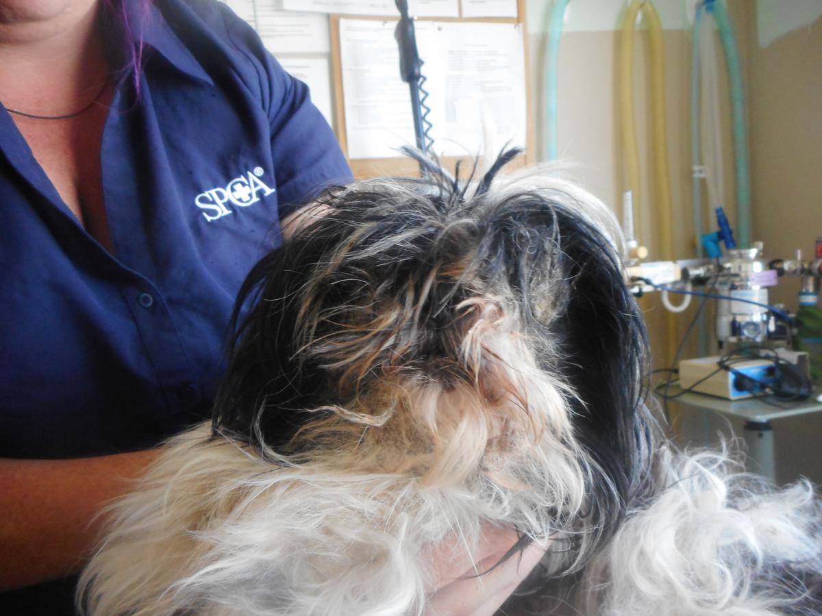 SPCA prosecutes recidivist offender for failing to seek veterinary treatment for his sick dogs 