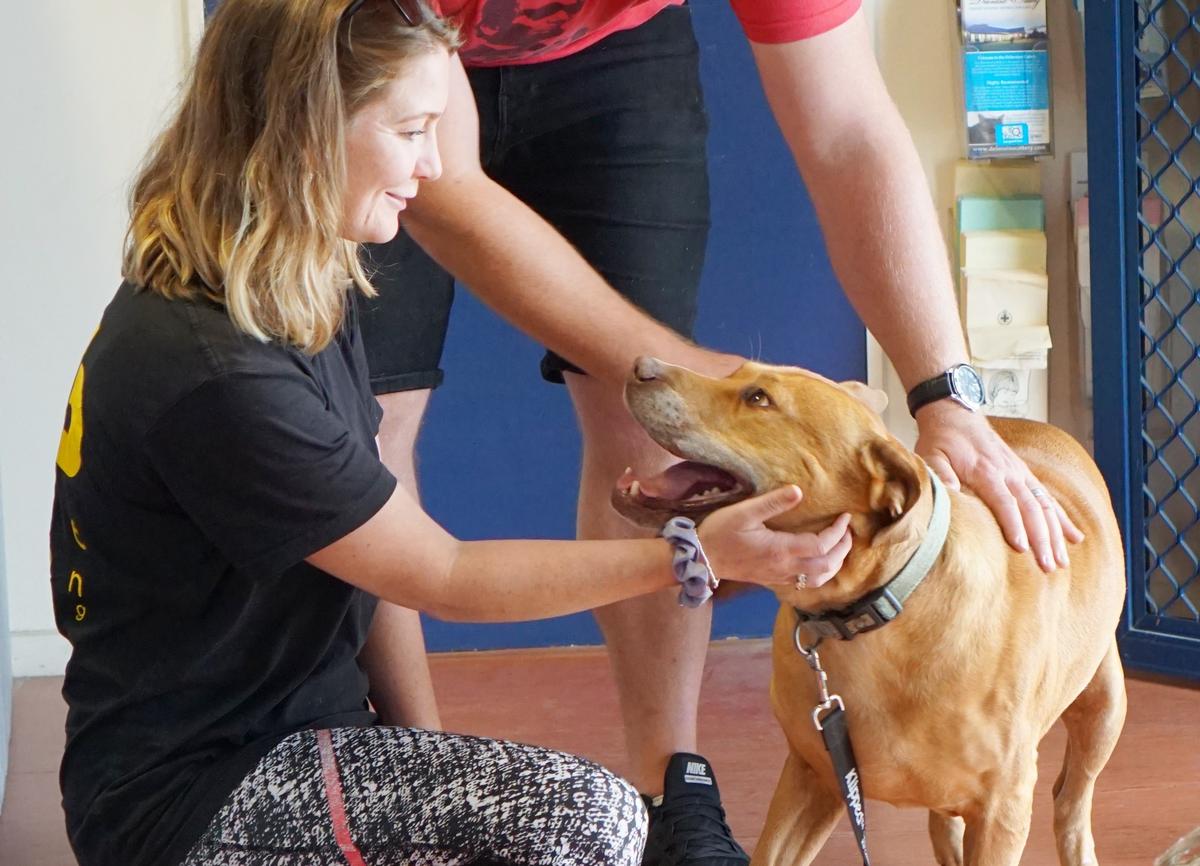 Harry's story: the dog who refused to give up