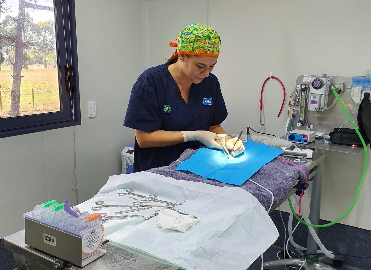 World Veterinary Day - A glance at life as an SPCA vet
