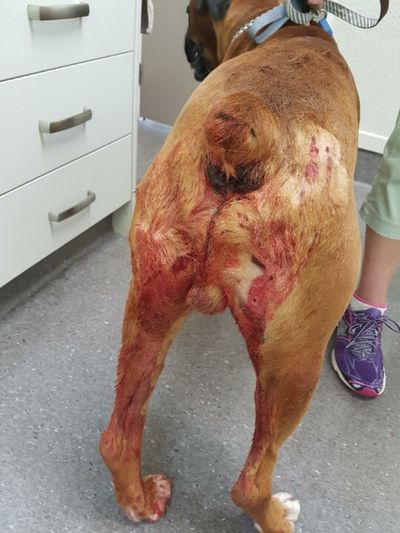 SPCA prosecutes after man shoots dog with shotgun 