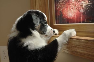 SPCA commends The Warehouse for its decision to stop selling fireworks 