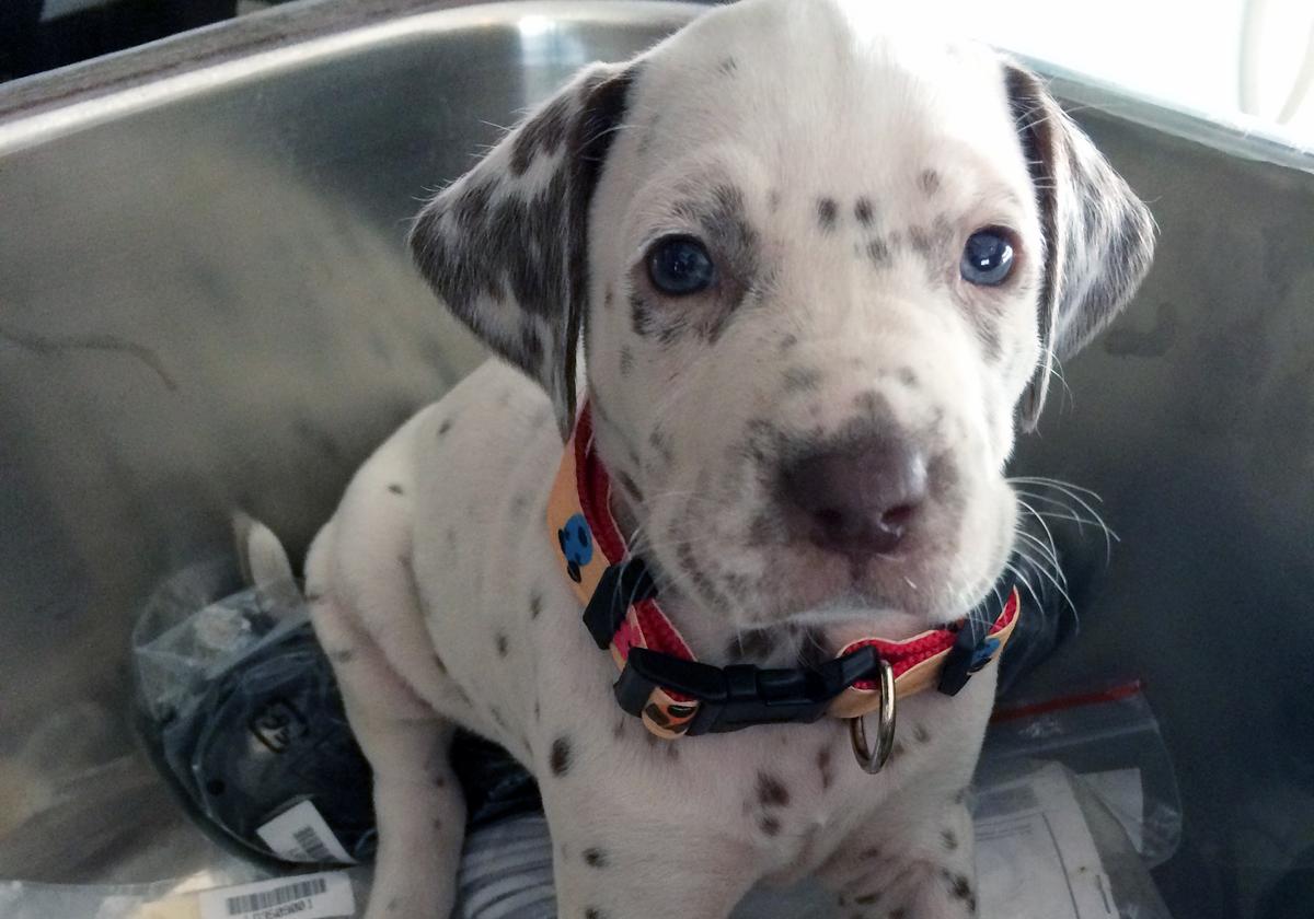 Auckland man sentenced to 160 hours’ community work following death of eight dogs