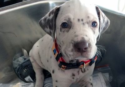 Auckland man sentenced to 160 hours’ community work following death of eight dogs