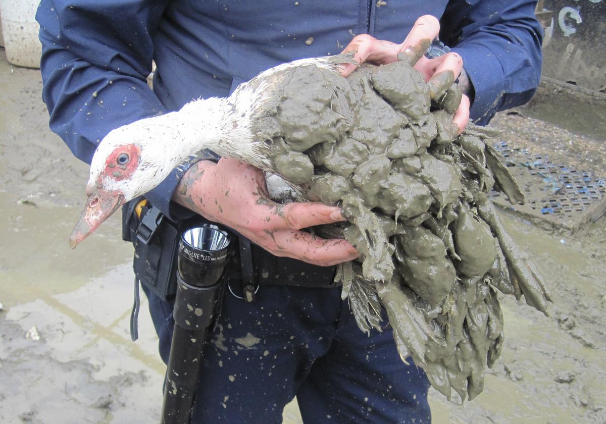 Man sentenced to home detention after he was found keeping 600 birds in poor condition