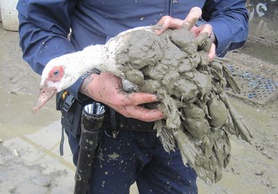 Man sentenced to home detention after he was found keeping 600 birds in poor condition