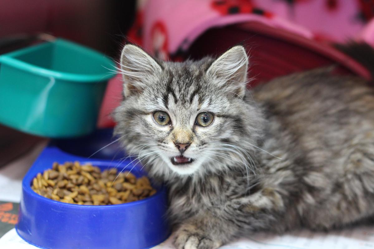 New donation bins provide emergency relief for animals in need