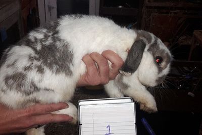 Auckland man sentenced for starving rabbits and guinea pigs to death