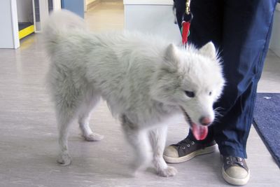 Auckland woman sentenced for starving four pets