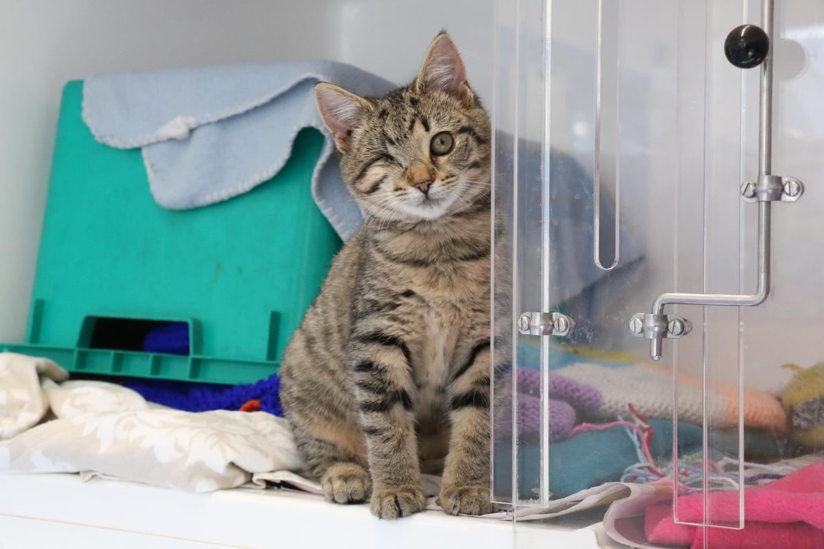 From rescued to rehomed: Dumpling’s story 