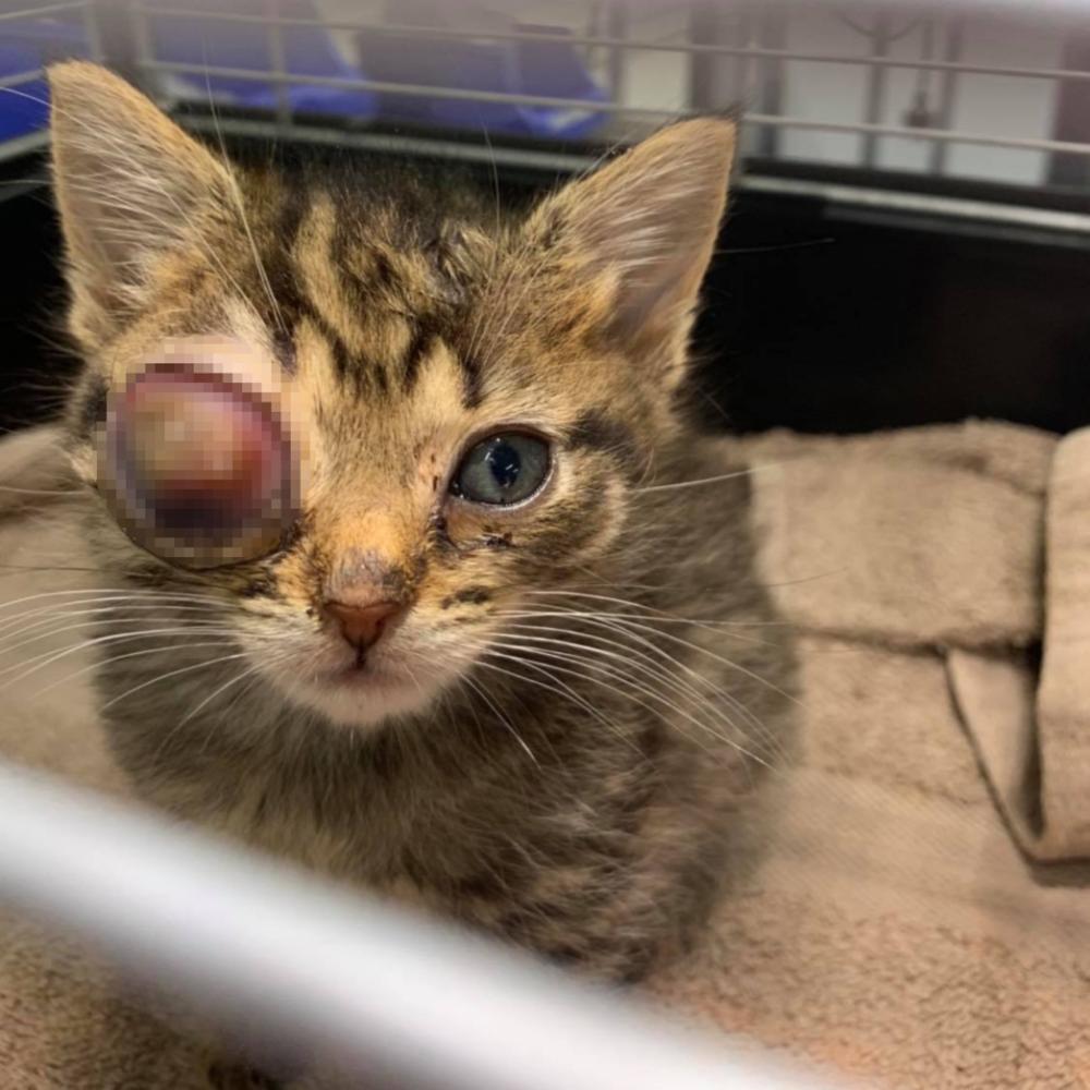 Dumpling on arrival to SPCA