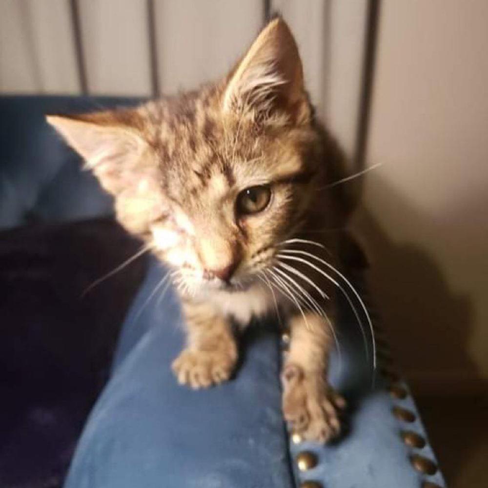 Dumpling in foster care post surgery