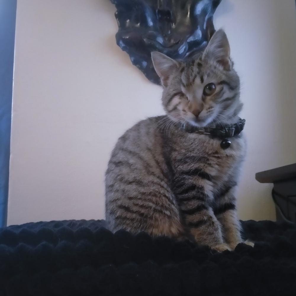 Dumpling in her forever home with Jordan