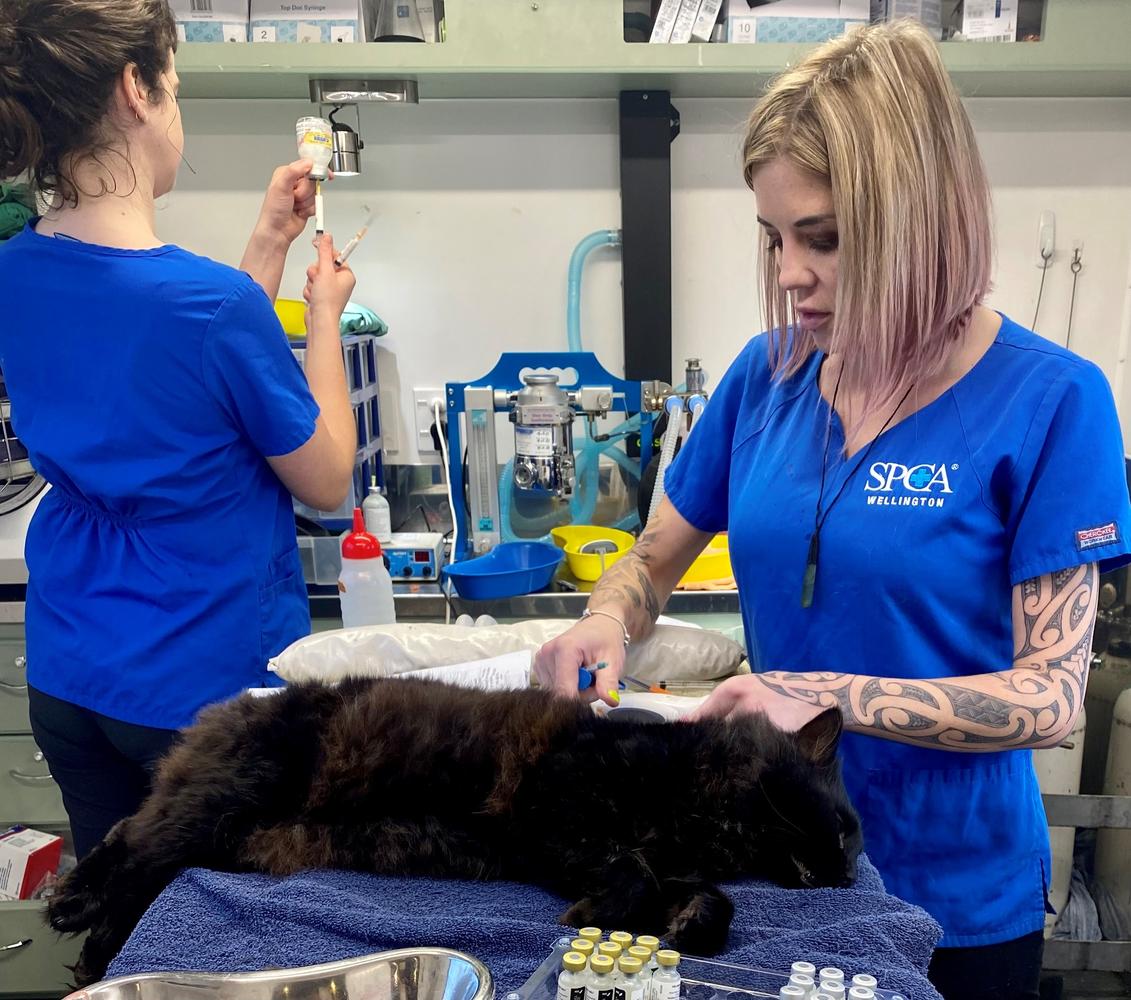 SPCA's Desexing Caravan teaching animals about safe sex