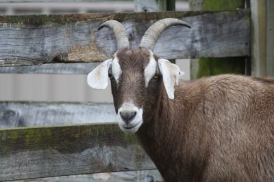 Announcing new animal welfare regulations