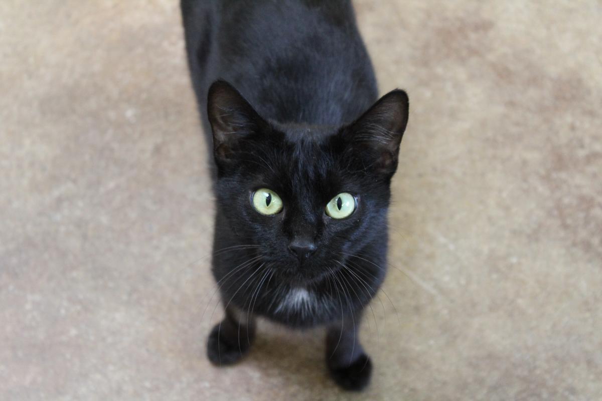 SPCA announces permanent closure of Waihi facility