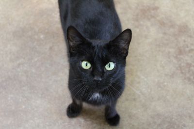 SPCA announces permanent closure of Waihi facility