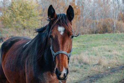SPCA prosecutes Northland woman for neglecting her elderly horse