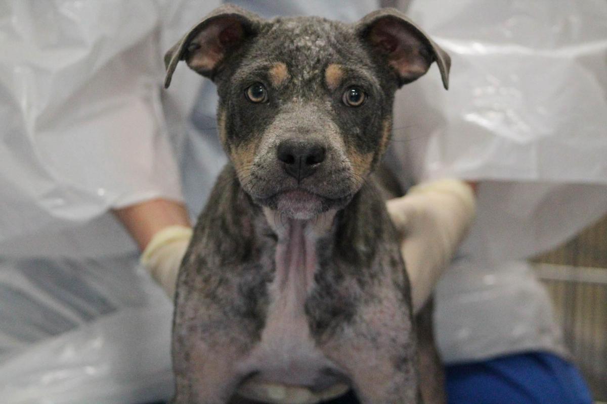 A puppy who bet the odds: Piglet’s story 