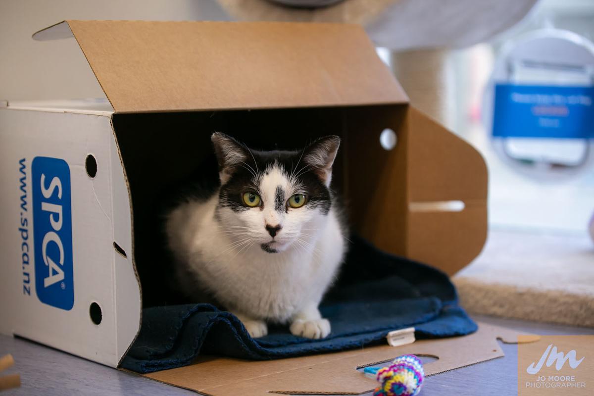 Changes to SPCA Wellington's public vet clinic