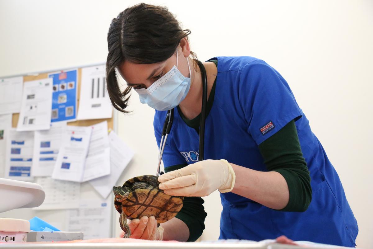 SPCA still operating under Alert Level 4 for animal welfare emergencies