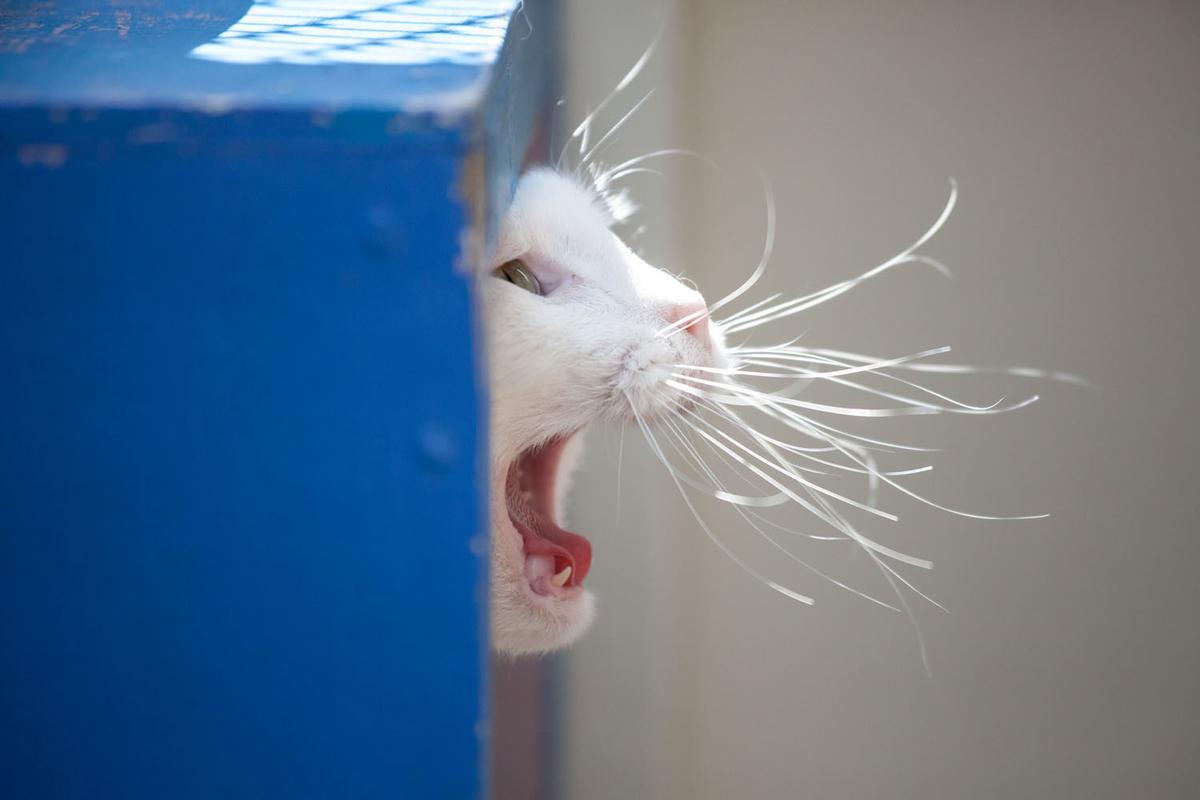 SPCA 2022 Calendar Competition: Jo Moore Photographer's top tips revealed!