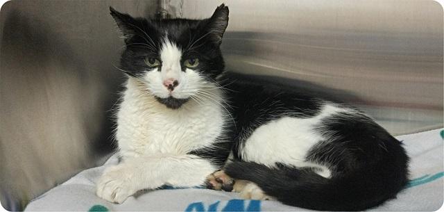 Patches settled in after a big meal, ready for some rest