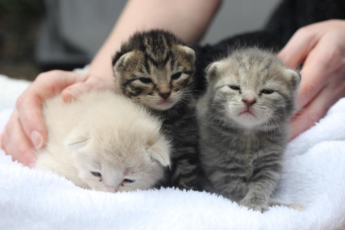 SPCA preparing for another huge kitten season after desexing put on hold 