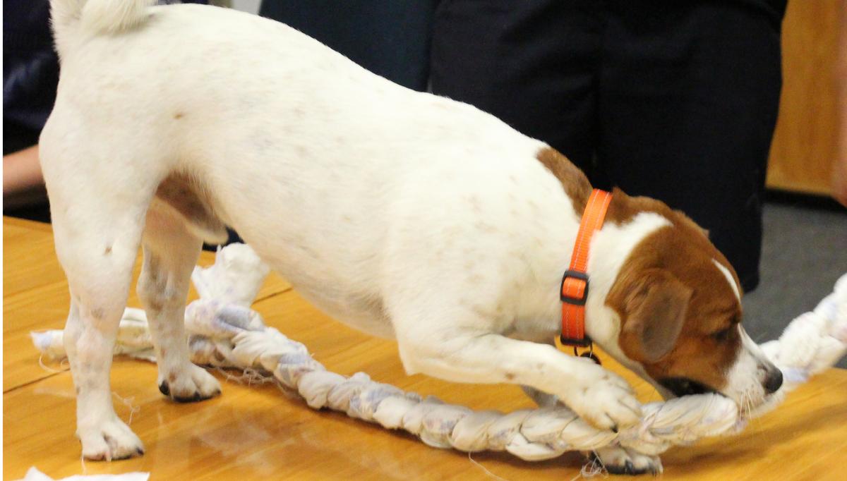 Make the perfect Christmas gift for your pet DIY style!