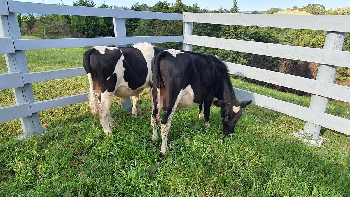 Men sentenced over botched bull castration in service station carpark