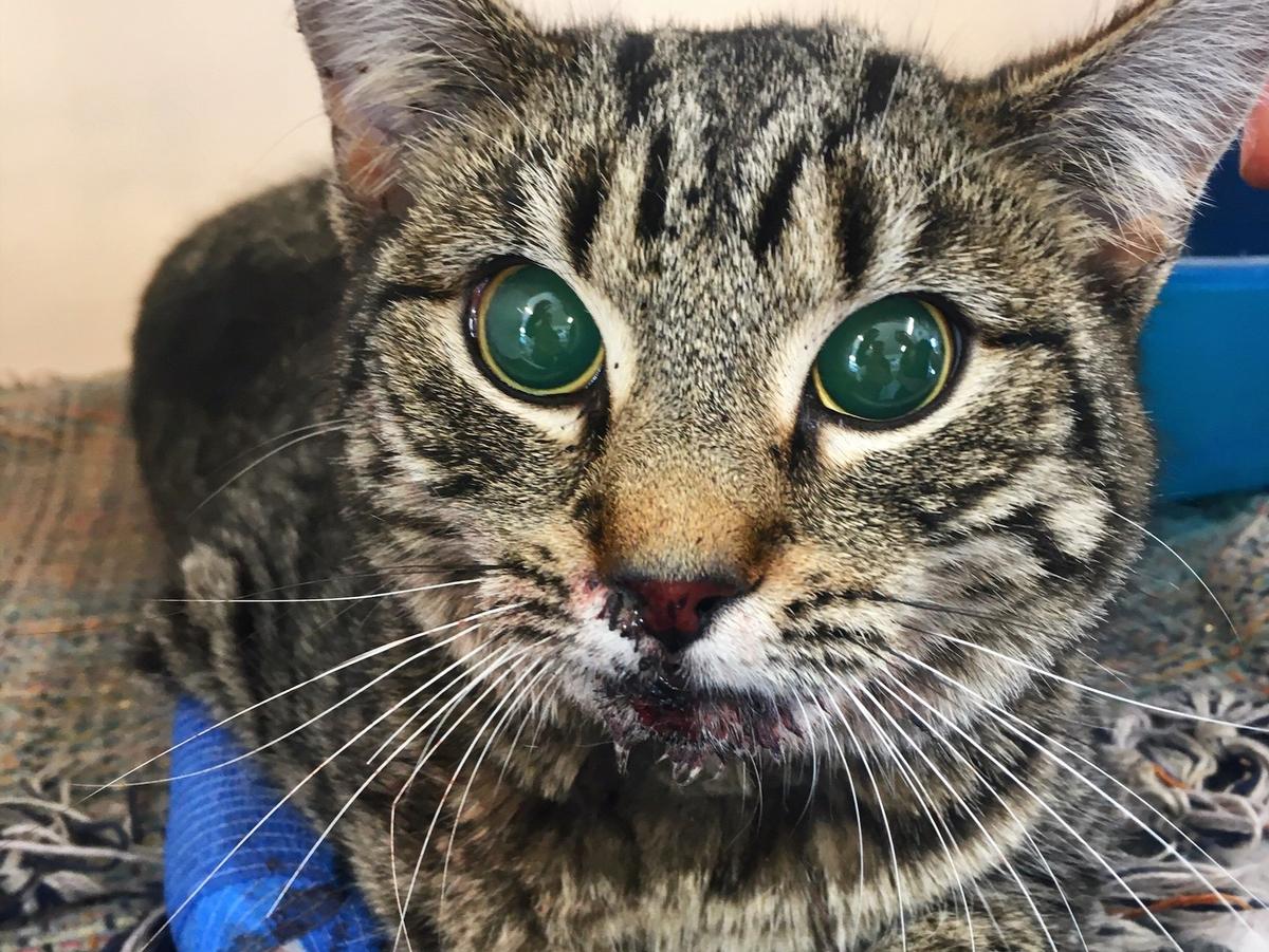 SPCA Vet Partnership in action: Catniss’ story