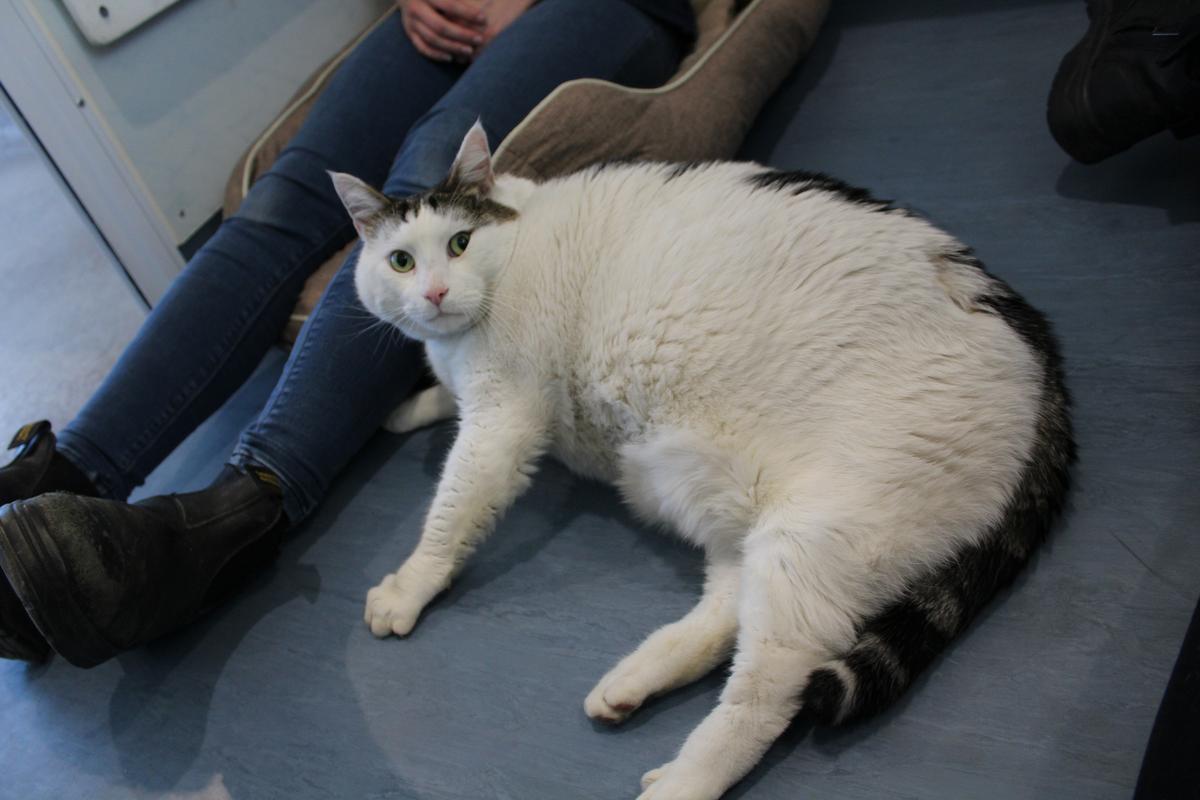 Pet Obesity Day - Meet one of the heaviest cats our team has ever seen