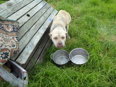 SPCA prosecutes Whangarei dog owner 