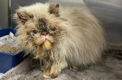 The result of selective breeding: Queen Bingles’ story