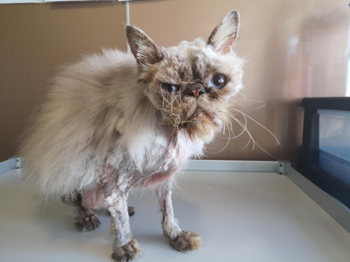 Queen Bingles during her shaving to remove the matted fur