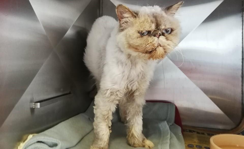 Queen Bingles one month after arriving at SPCA, with her coat starting to grow back