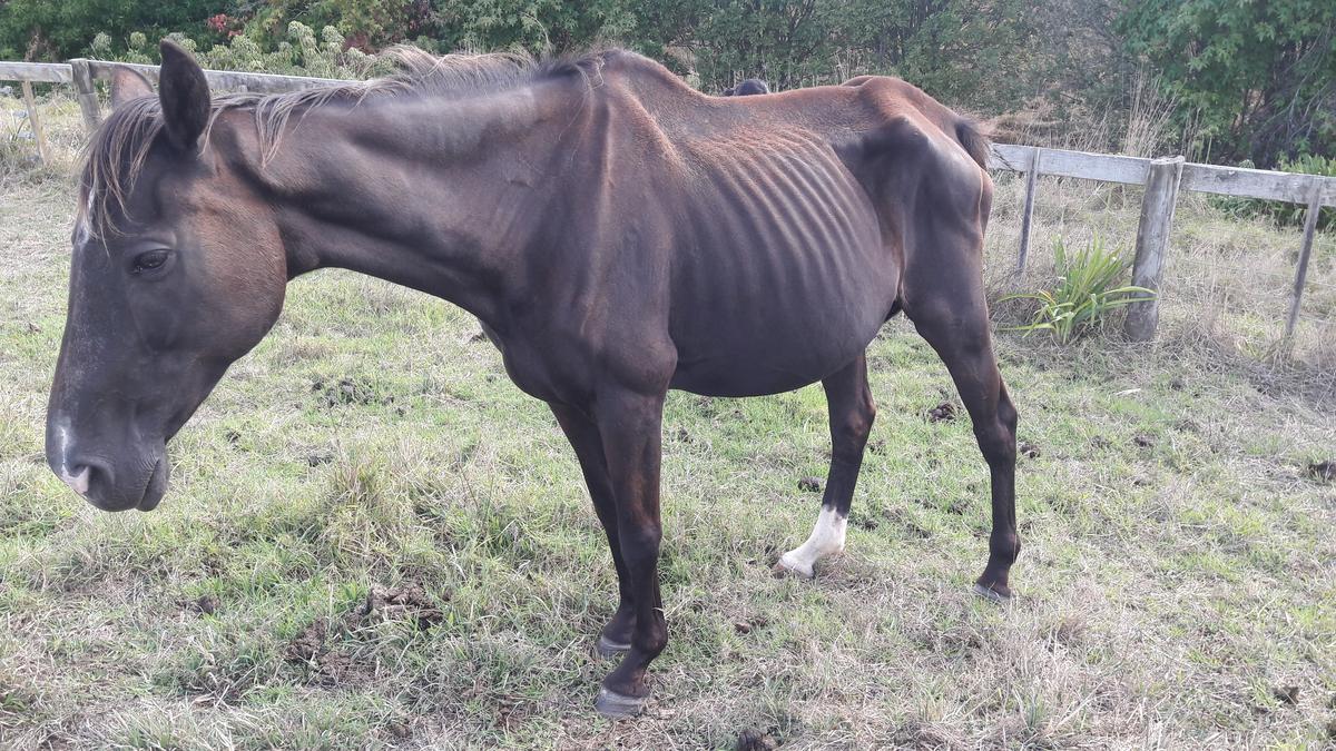 Woman sentenced for appalling neglect of two horses