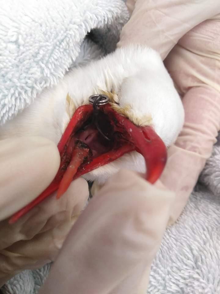 A seagull in SPCA's care 