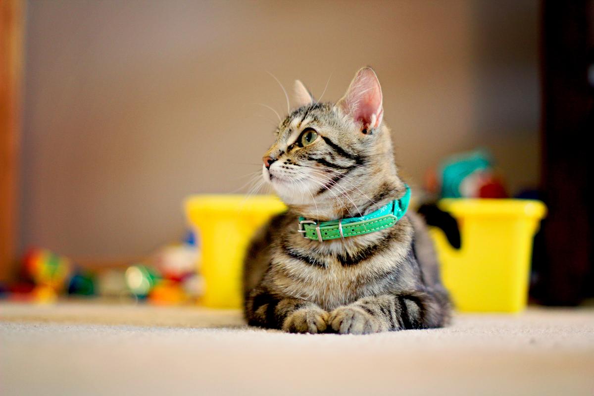 Why we recommend pet insurance