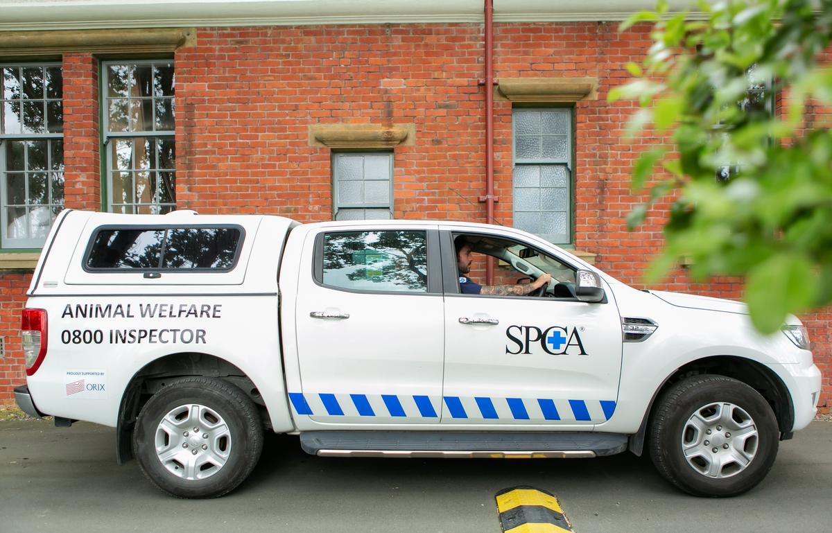 SPCA appalled by inhumane killing of pig