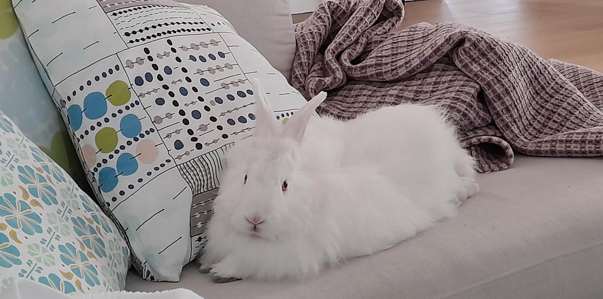 Copo's story: a letter from a rehomed rabbit
