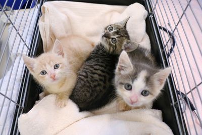 Desexing: How one snip makes a huge difference