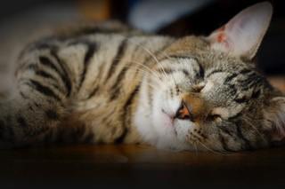 From rescued to rehomed: Jordy’s story 