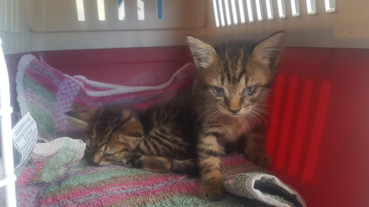 Jordy and Corby on arrival to SPCA