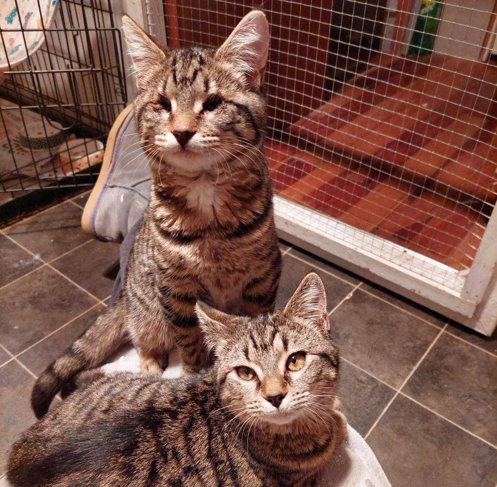 Jordy and Corby in foster care with SPCA team member Rachel