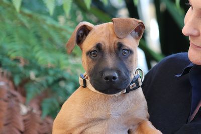 SPCA’s warning to pet owners over toxic substance in some Covid-19 RAT kits 