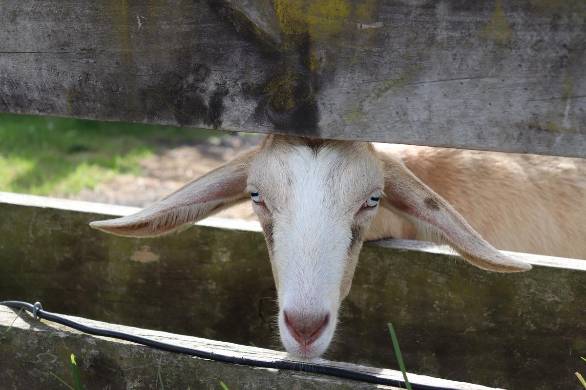 Foster parent - farm animals