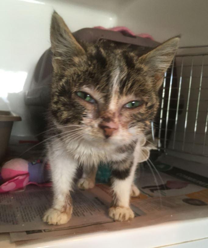 Jelly on arrival to SPCA