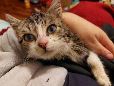 From rescued to rehomed: Jelly’s story 